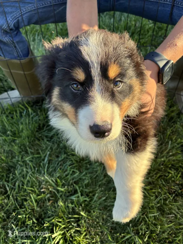 Jack – Australian Shepherd puppy for sale in Modesto, CA