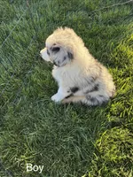 Stripes, a male Australian Shepherd for sale in Modesto, CA – 7 of 10