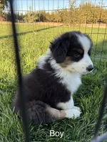 Ranger, a male Australian Shepherd for sale in Modesto, CA – 10 of 10