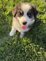 Ranger, a male Australian Shepherd for sale in Modesto, CA – 4 of 10