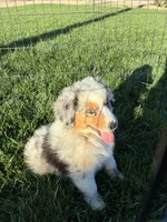 Stripes, a male Australian Shepherd for sale in Modesto, CA – 2 of 10