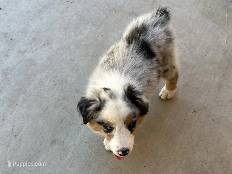 Debbie – Australian Shepherd puppy for sale in Modesto, CA