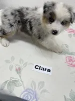 Clara, a female Australian Shepherd for sale in Modesto, CA – 3 of 7