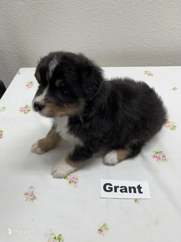 Grant – Australian Shepherd puppy for sale in Modesto, CA