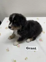 Grant, a male Australian Shepherd for sale in Modesto, CA – Photo 1 of 5