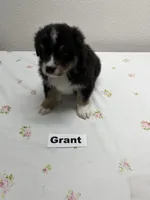 Grant, a male Australian Shepherd for sale in Modesto, CA – Photo 3 of 5