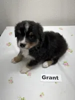 Grant, a male Australian Shepherd for sale in Modesto, CA – Photo 4 of 5
