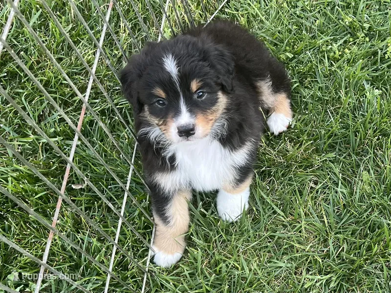 Grant – Australian Shepherd puppy for sale in Modesto, CA