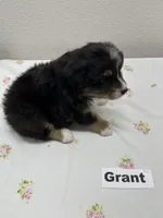 Grant, a male Australian Shepherd for sale in Modesto, CA – Photo 5 of 5