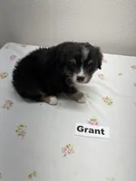Grant, a male Australian Shepherd for sale in Modesto, CA – Photo 2 of 5