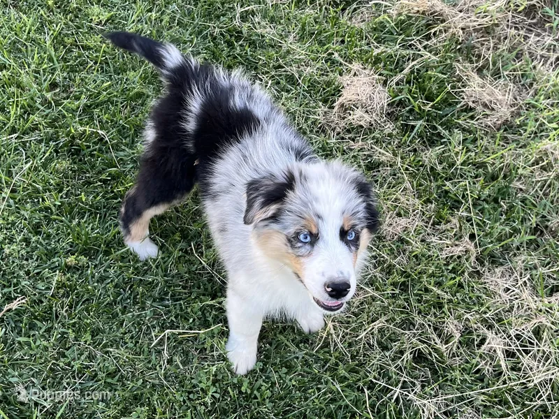 Emma – Australian Shepherd puppy for sale in Modesto, CA