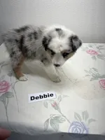 Debbie, a female Australian Shepherd for sale in Modesto, CA – 5 of 5