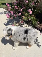 Debbie, a female Australian Shepherd for sale in Modesto, CA – 2 of 5