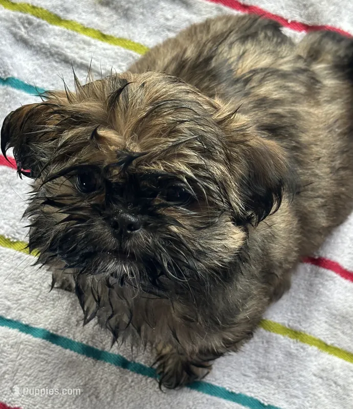 ChuShi – Shih Tzu puppy for sale in Lakeland, FL
