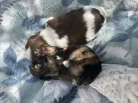 YoShi , a male Shih Tzu for sale in Lakeland, FL – 2 of 4