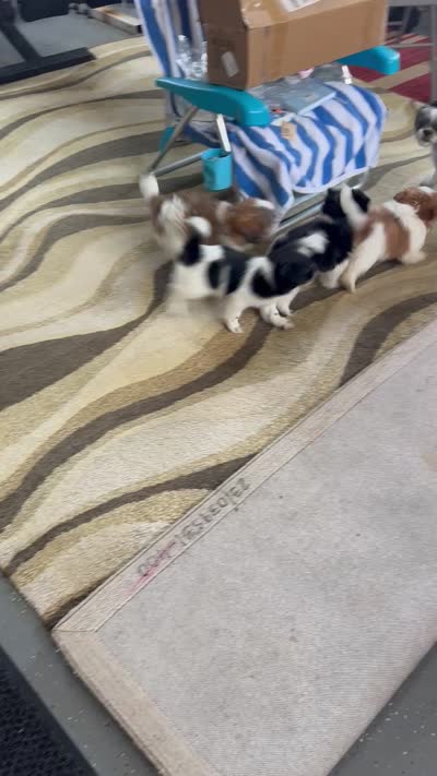 Jolly, a female Shih Tzu for sale in Worth, IL – 5 of 5