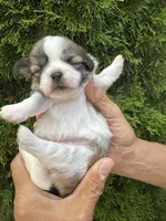 Holly, a female Shih Tzu for sale in Lakeland, FL – 4 of 5