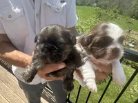 YoShi , a male Shih Tzu for sale in Lakeland, FL – 3 of 4