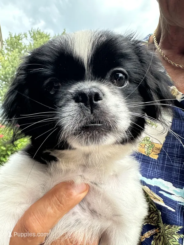 Lilly – Shih Tzu puppy for sale in Worth, IL