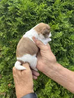 Molly, a female Shih Tzu for sale in Lakeland, FL – 3 of 4