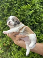 Holly, a female Shih Tzu for sale in Lakeland, FL – 1 of 5