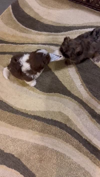 ChuShi, a female Shih Tzu for sale in Worth, IL – 6 of 7