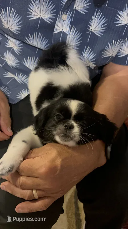 Jolly – Shih Tzu puppy for sale in Worth, IL