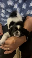 Jolly, a female Shih Tzu for sale in Worth, IL – 1 of 5