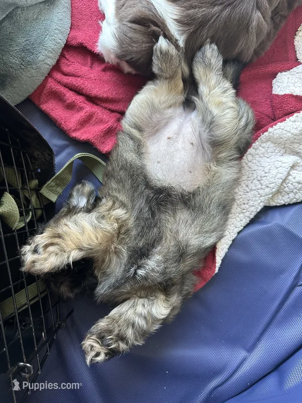 ChuShi – Shih Tzu puppy for sale in Lakeland, FL