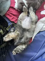 ChuShi, a female Shih Tzu for sale in Lakeland, FL – 1 of 3