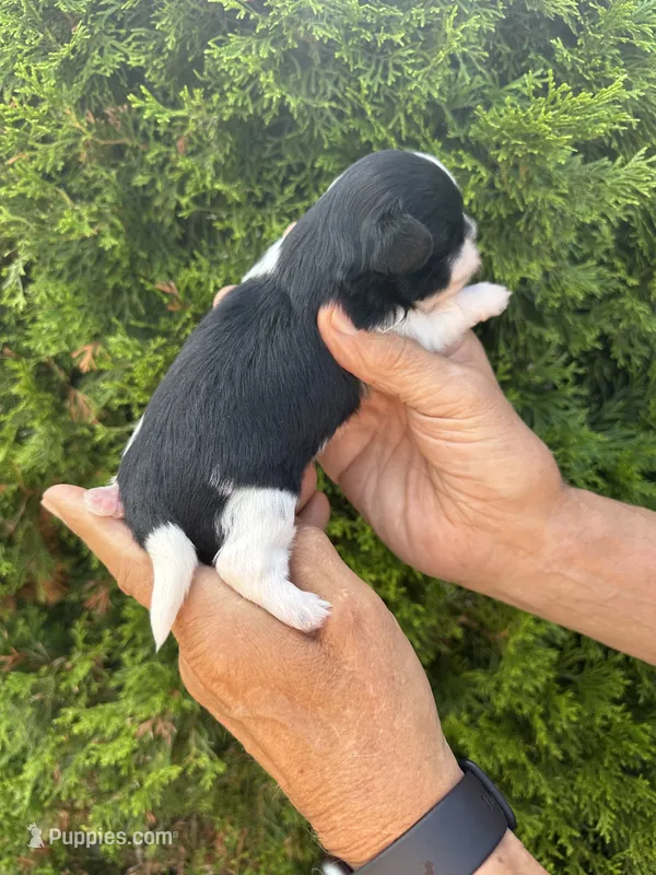 Dolly – Shih Tzu puppy for sale in Worth, IL