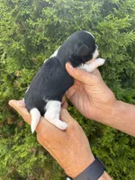 Dolly, a female Shih Tzu for sale in Lakeland, FL – 2 of 4