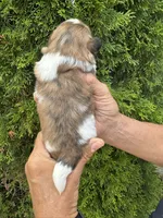 Holly, a female Shih Tzu for sale in Lakeland, FL – 3 of 5