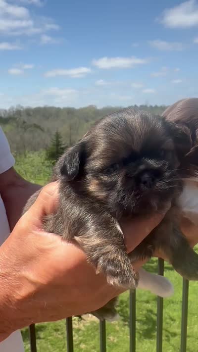 ChuShi, a female Shih Tzu for sale in Lakeland, FL – 2 of 3