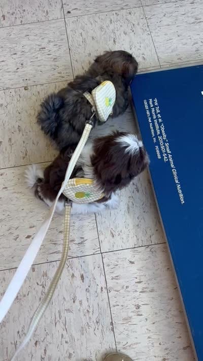 YoShi , a male Shih Tzu for sale in Worth, IL – 6 of 7
