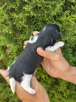 Dolly, a female Shih Tzu for sale in Lakeland, FL – 3 of 4