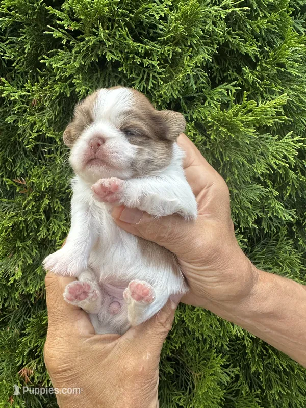 Molly – Shih Tzu puppy for sale in Worth, IL