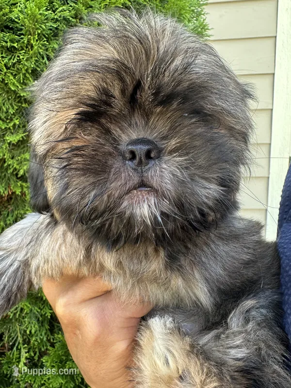 ChuShi – Shih Tzu puppy for sale in Lakeland, FL