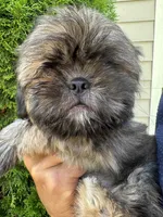 ChuShi, a female Shih Tzu for sale in Worth, IL – 1 of 7