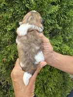 Holly, a female Shih Tzu for sale in Lakeland, FL – 2 of 5