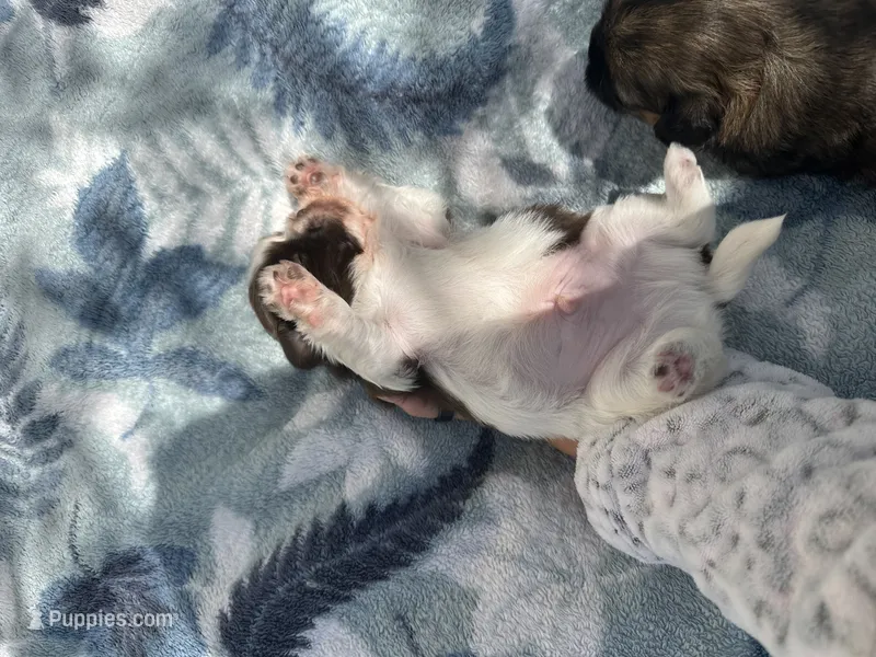 YoShi  – Shih Tzu puppy for sale in Lakeland, FL