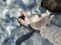 YoShi , a male Shih Tzu for sale in Lakeland, FL – 1 of 4