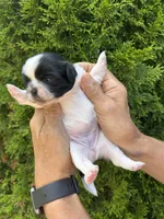 Jolly, a female Shih Tzu for sale in Lakeland, FL – 2 of 4