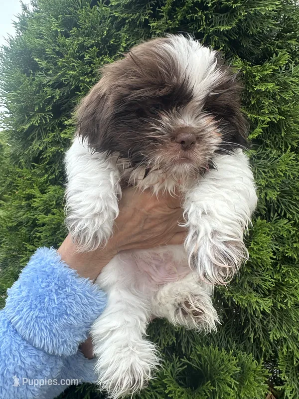 YoShi  – Shih Tzu puppy for sale in Lakeland, FL