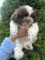 YoShi , a male Shih Tzu for sale in Worth, IL – 2 of 7