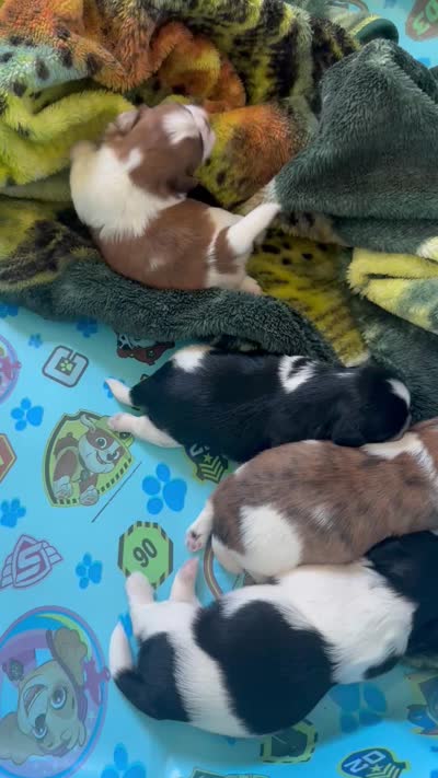 Dolly, a female Shih Tzu for sale in Lakeland, FL – 4 of 4