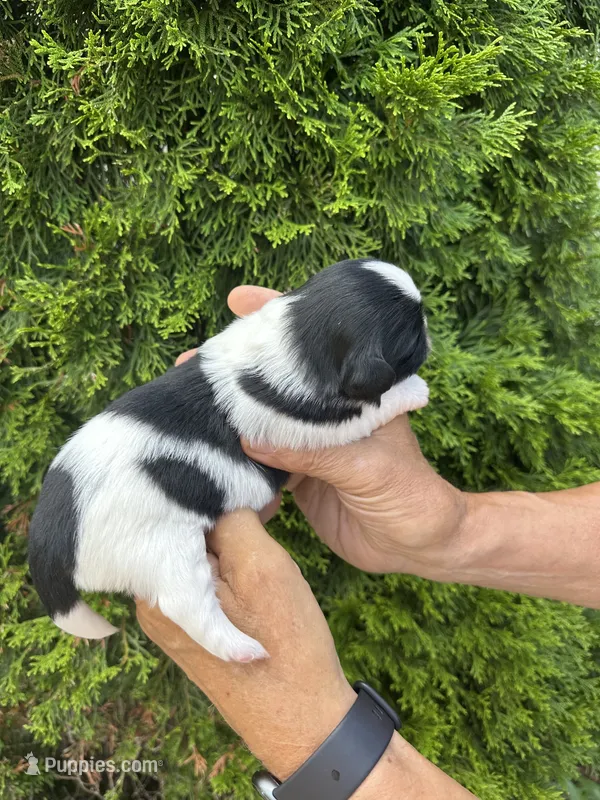 Jollie – Shih Tzu puppy for sale in Worth, IL
