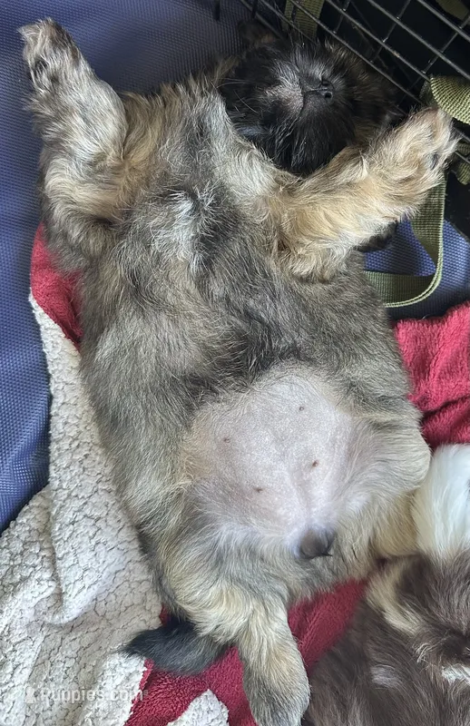 ChuShi – Shih Tzu puppy for sale in Lakeland, FL