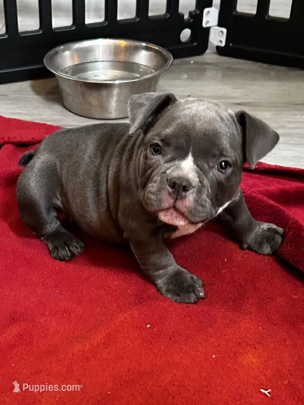 Tonka – American Bully puppy for sale in Sebring, FL