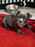Tonka, a female American Bully for sale in Sebring, FL – 1 of 2